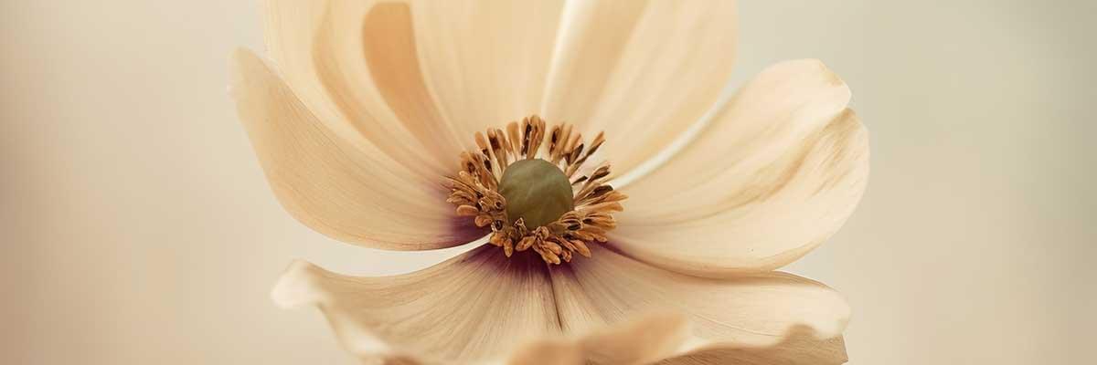 Transformative aesthetic treatments, Non-invasive skin enhancements, Turning imperfections into strengths, Aesthetic rejuvenation techniques